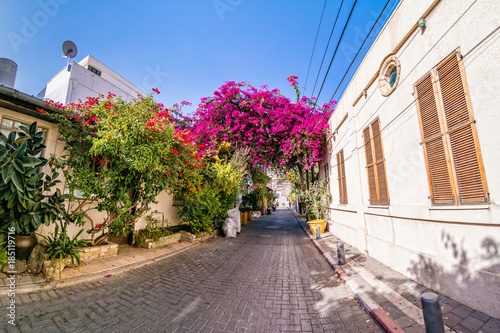 Pink bougainvillea flowers in historic Neve Tzedek district, Tel Aviv, Israel.