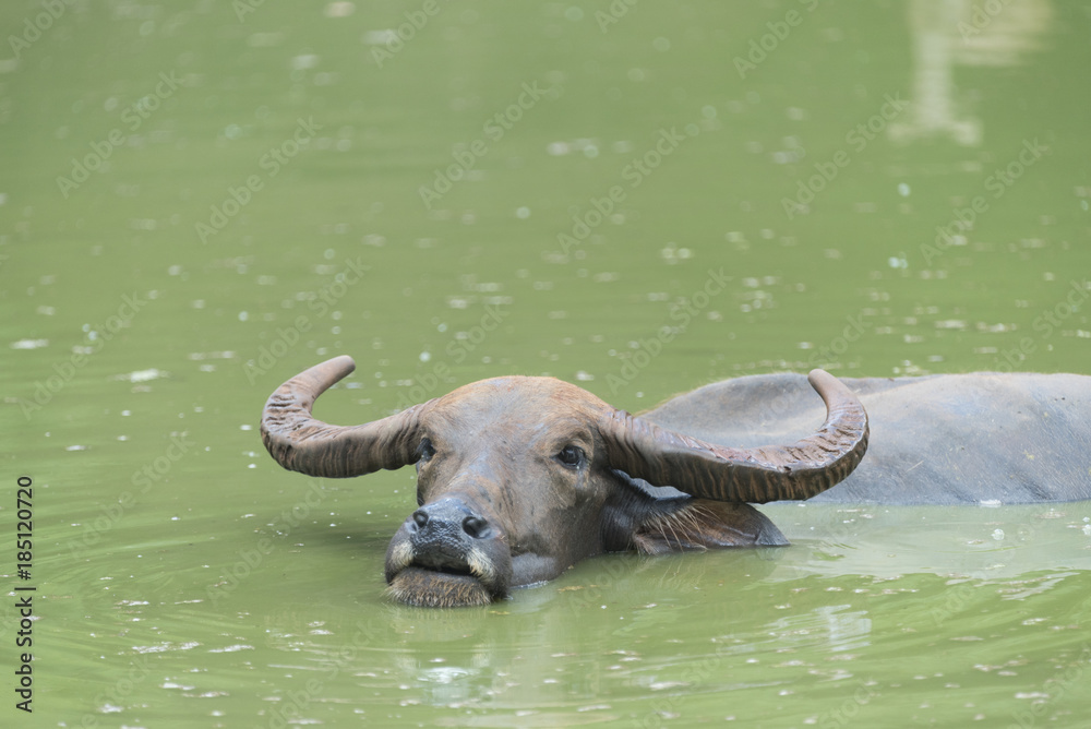 Obraz premium water buffalo living in the water lake