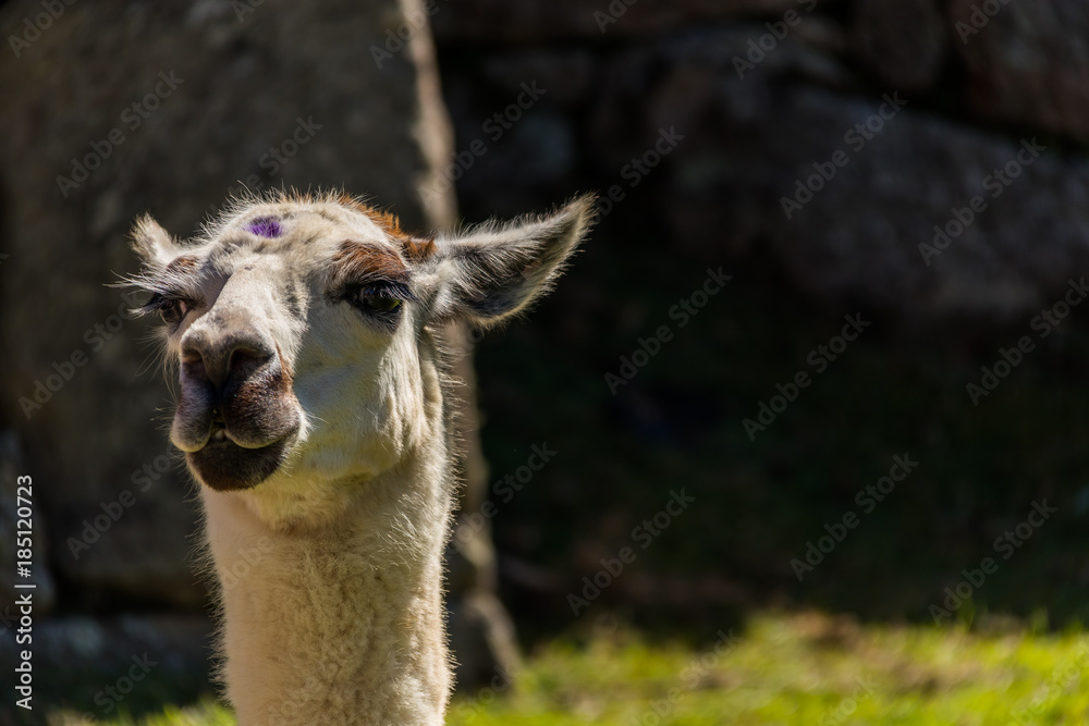 Obraz premium Lama au Pérou