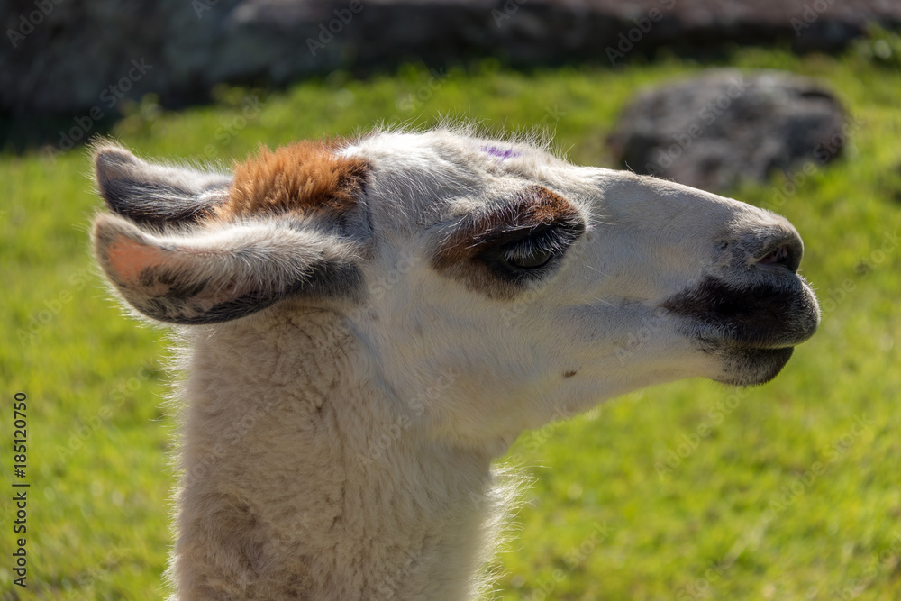 Obraz premium Lama au Pérou