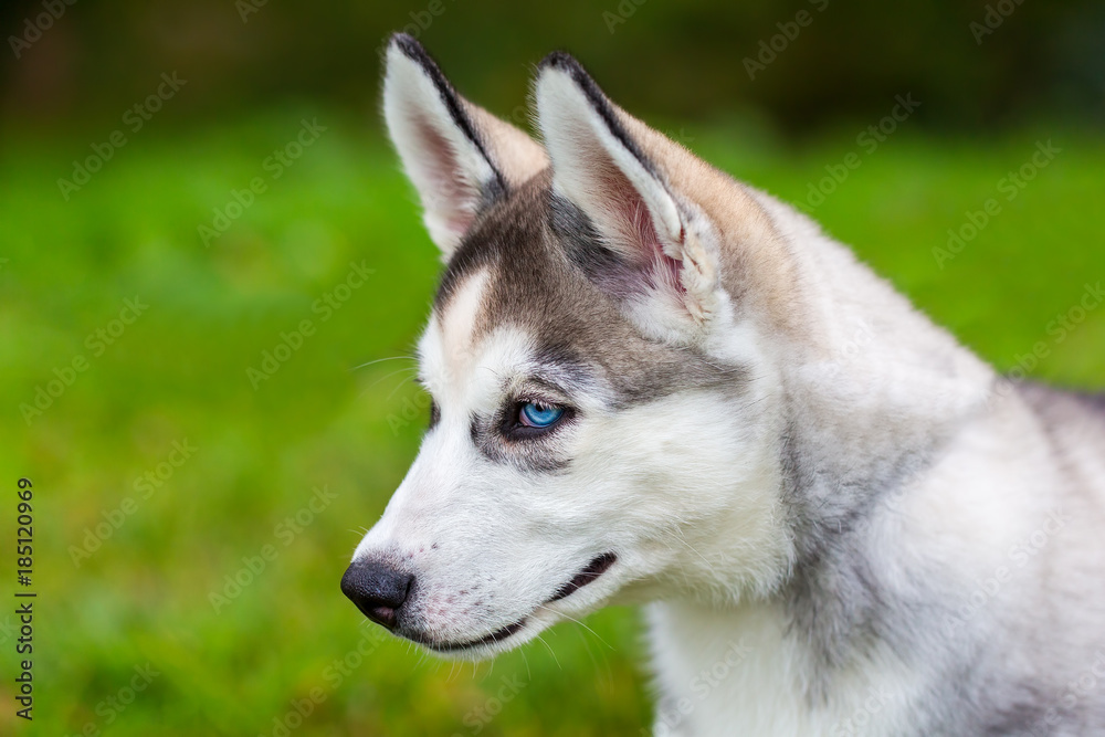 Young blue eyed husky dog sitting on grass