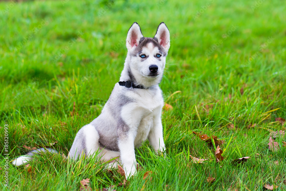 Young husky dog sits on green grass