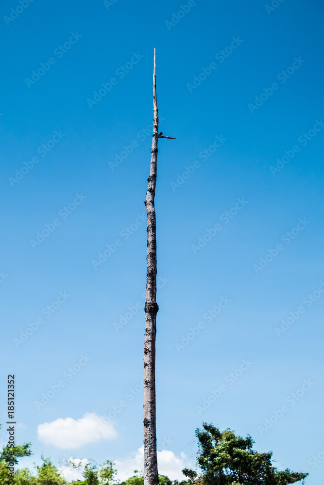 Obraz premium Tree Trunk