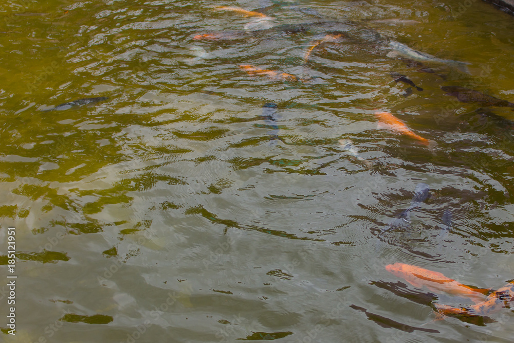 peixes peixes