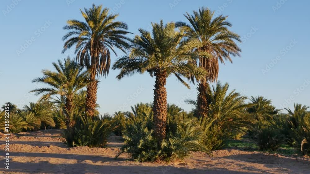 Palm tree against clear blue sky in the desert of Morocco Palm tree against clear blue sky in the desert of Morocco