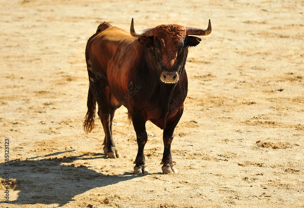 bull in spain bull in spain