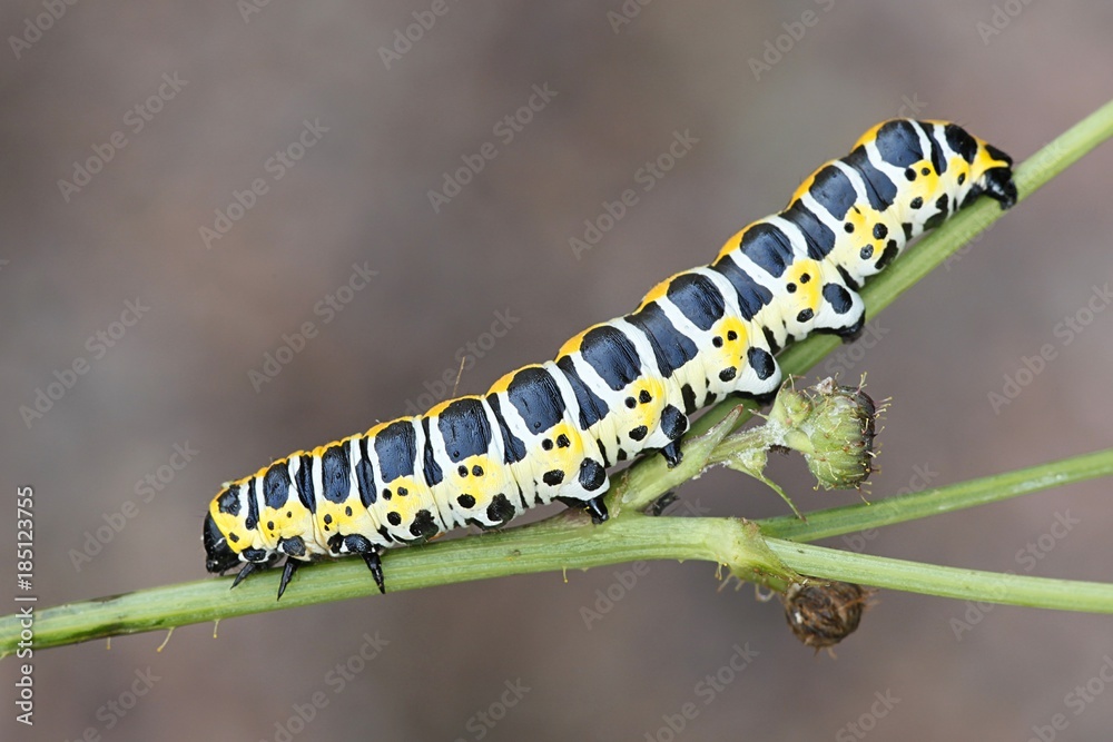 Fototapeta premium Beautiful lettuce shark moth caterpillar, Cucullia lactucae
