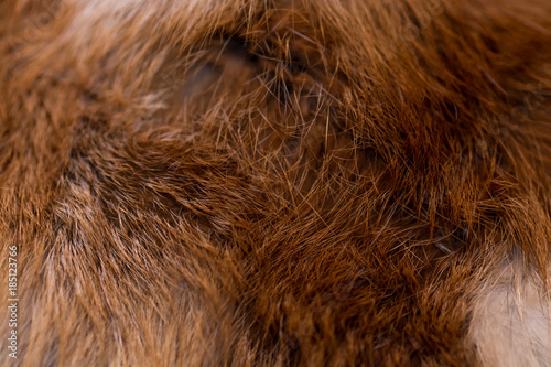 Wallpaper Mural Classy and luxurious red fox fur Torontodigital.ca