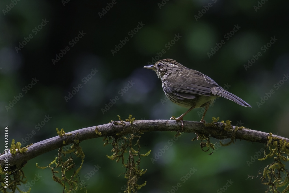 Puff Throated Babbler perched on a tree branch Puff Throated Babbler perched on a tree branch