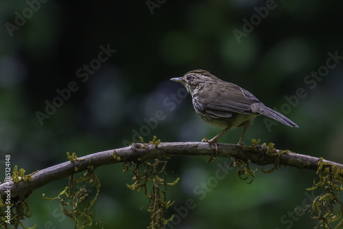 Puff Throated Babbler perched on a tree branch