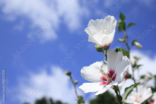 芙蓉 photo