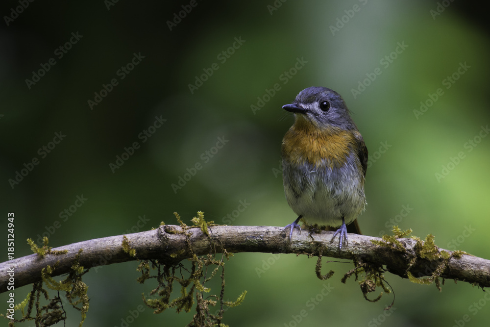 Fototapeta premium White Bellied Blue Flycatcher Female
