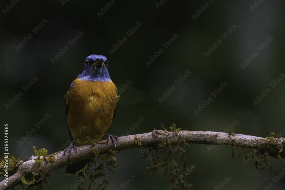 Blue Headed Rock Thrush bird perched on a small tree branch Blue Headed Rock Thrush bird perched on a small tree branch