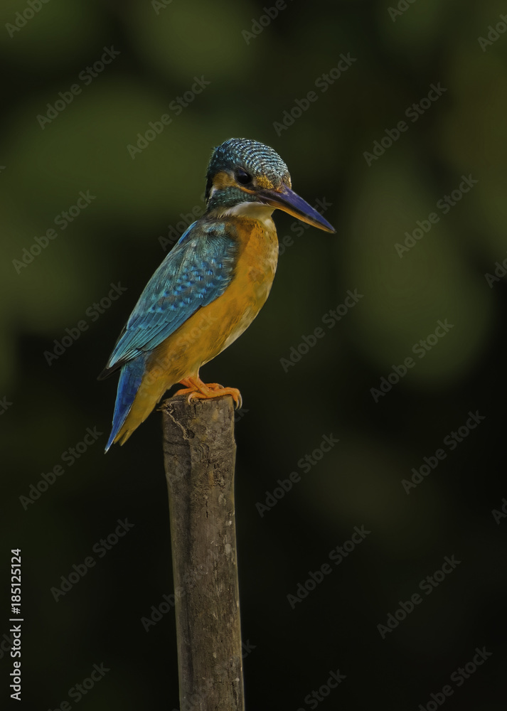 Fototapeta premium Little or Common kingfisher perched on a bamboo stem