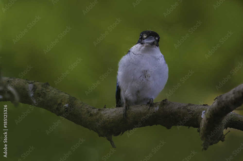 Collard Kingfisher bird perched on a tree branch Collard Kingfisher bird perched on a tree branch