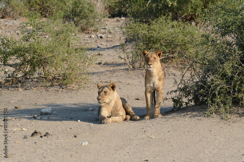lions in Botswana