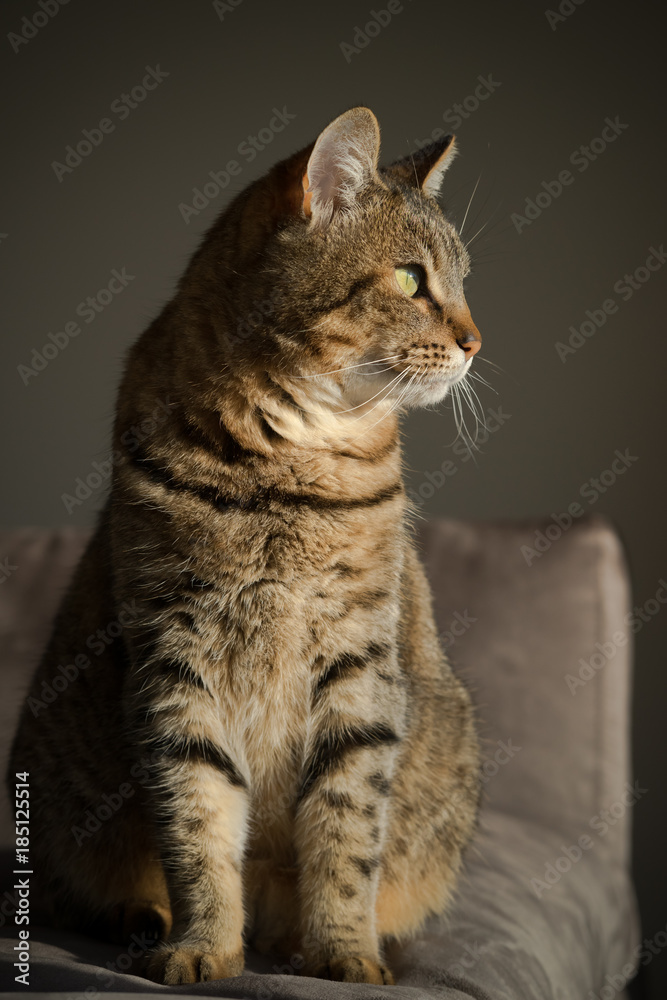 portrait de chat portrait de chat