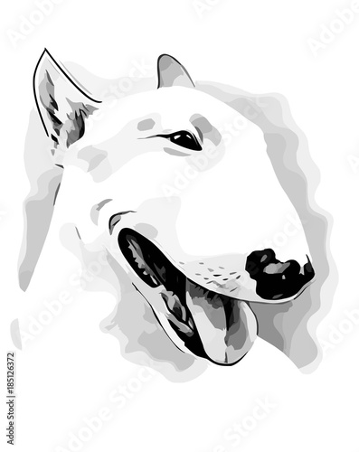 Dog of breed Bull terrier