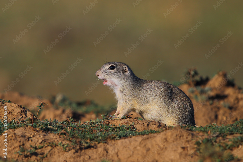 Fototapeta premium European ground squirrel (Spermophilus citellus)