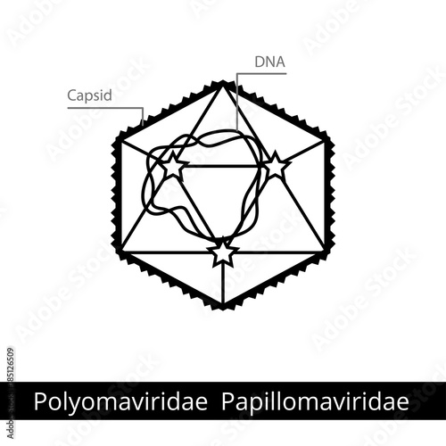 Polyomaviridae Papillomaviridae. Classification of viruses.