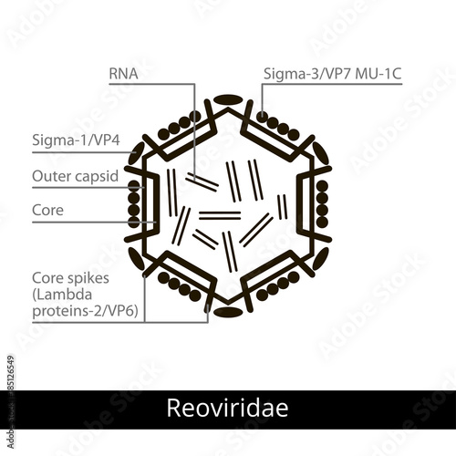 Reoviridae. Classification of viruses.