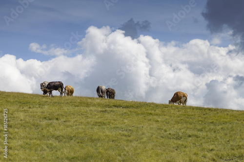 Landschaft in Südtirol photo