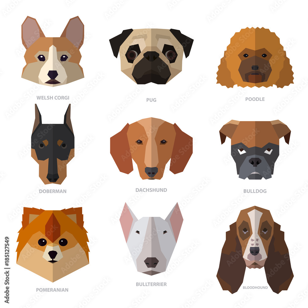Obraz premium Dogs heads of different breeds. Colorful template for you design, web and mobile applications.