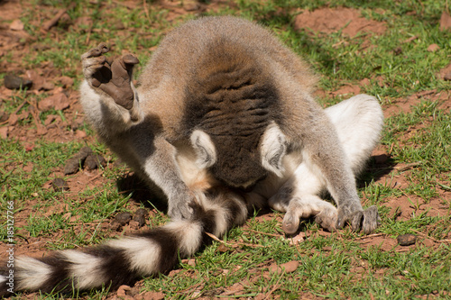 Lemur cleaning itself