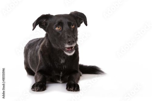 Liegender Mischlingshund