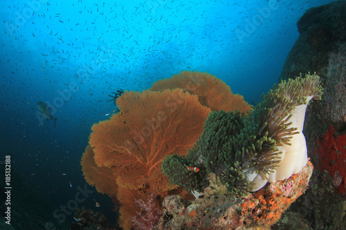 Fototapeta Naklejka Na Ścianę i Meble -  Underwater coral reef and fish