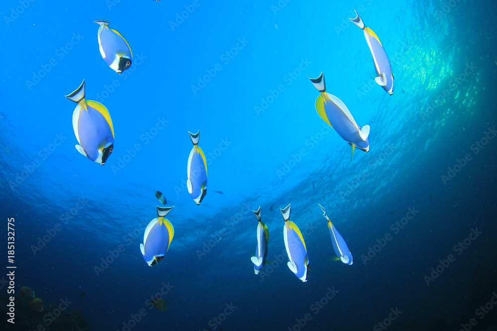 Naklejka premium Underwater coral reef and fish