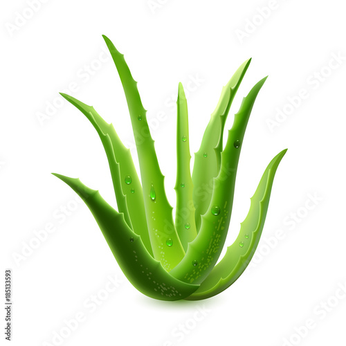 Realistic aloe vera vector illustration on white background