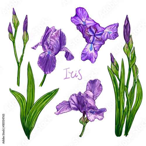 Purple Iris flowers on a white background. Hand drawn sketch. Template, design element for the floral composition.