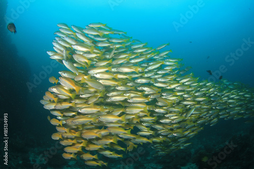 Fish school coral reef underwater