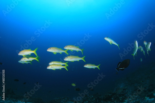 Fish school coral reef underwater