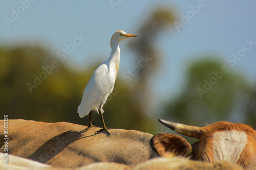 ritratto di Airone guardabuoi sul dorso di bovino,Bubulcus ibis photo