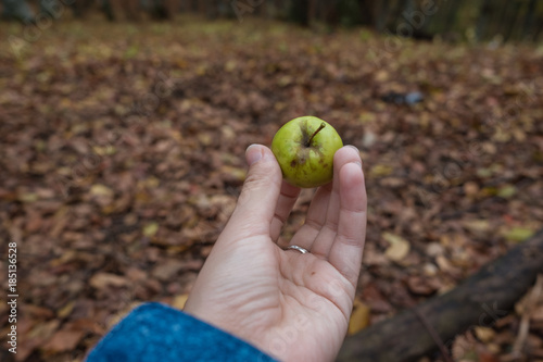 Apple in the hands in the autumn forest