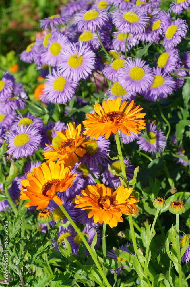 Calendula flowers (lat. Calendula officinalis) and Erigeron flowers blooming in the garden