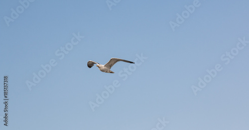 Flying Seagull