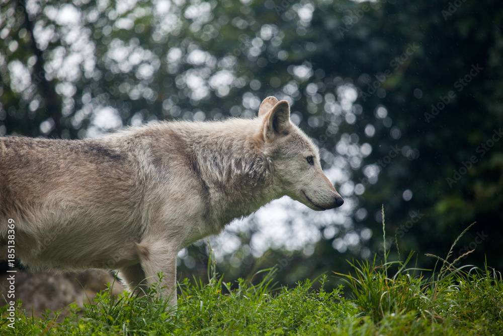 White Snow Wolf In Irish Zoo
