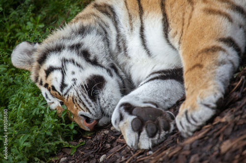 Tiger Sleeping In Irish Zoo