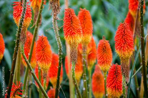 Kniphofia Uvaria Also Known As Torch Lily Or Red Hot Poker Flowers