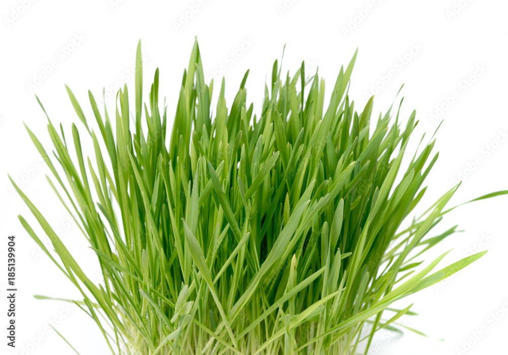 Obraz premium green plant grass with a piece of the soil. Study of soil microflora