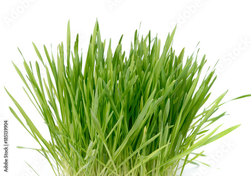 green plant grass with a piece of the soil. Study of soil microflora