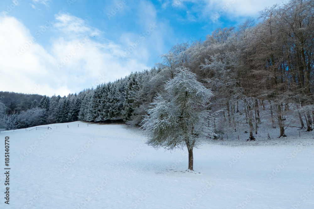 Einzelner Baum auf Wiese vor Wald im Winter mit Schnee