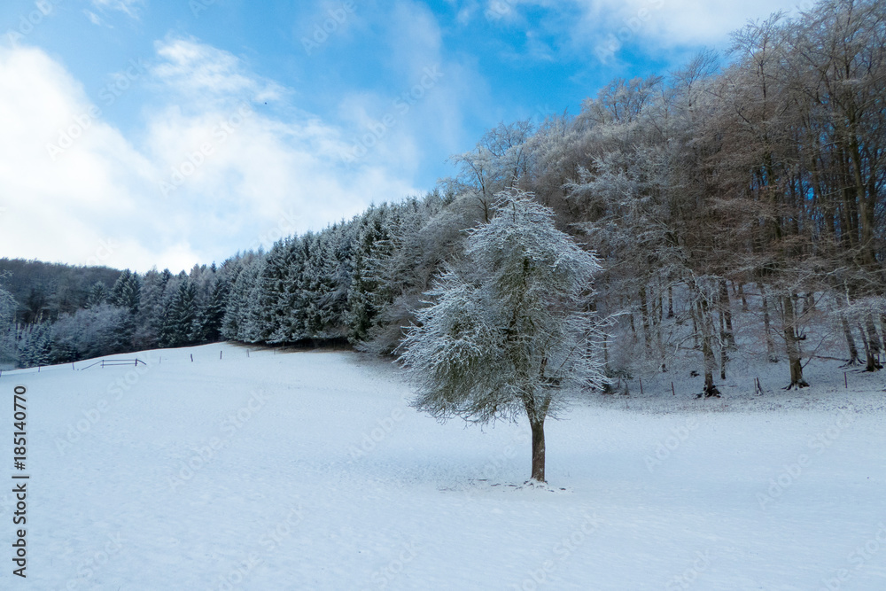Einzelner Baum auf Wiese vor Wald im Winter mit Schnee Einzelner Baum auf Wiese vor Wald im Winter mit Schnee