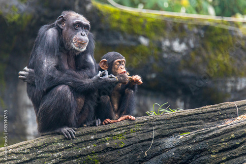 Valokuvatapetti Young chimp hangs