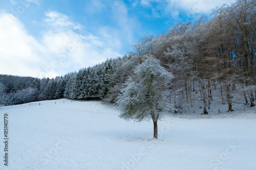 Wallpaper Mural Einzelner Baum auf Wiese vor Wald im Winter mit Schnee Torontodigital.ca