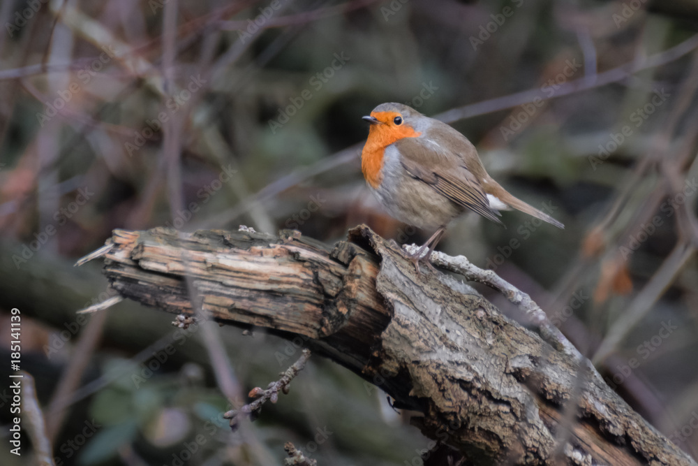 Fototapeta premium Robin bird on a branch in the forest in the netherlands