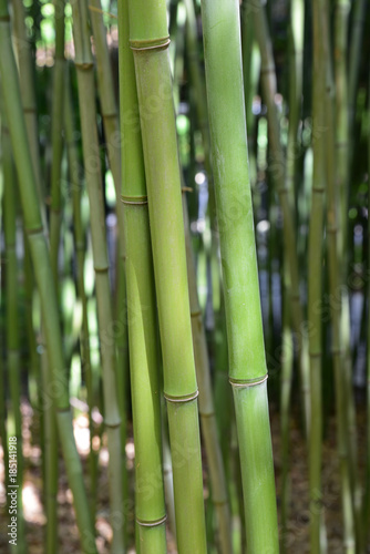 Bambou vert au jardin